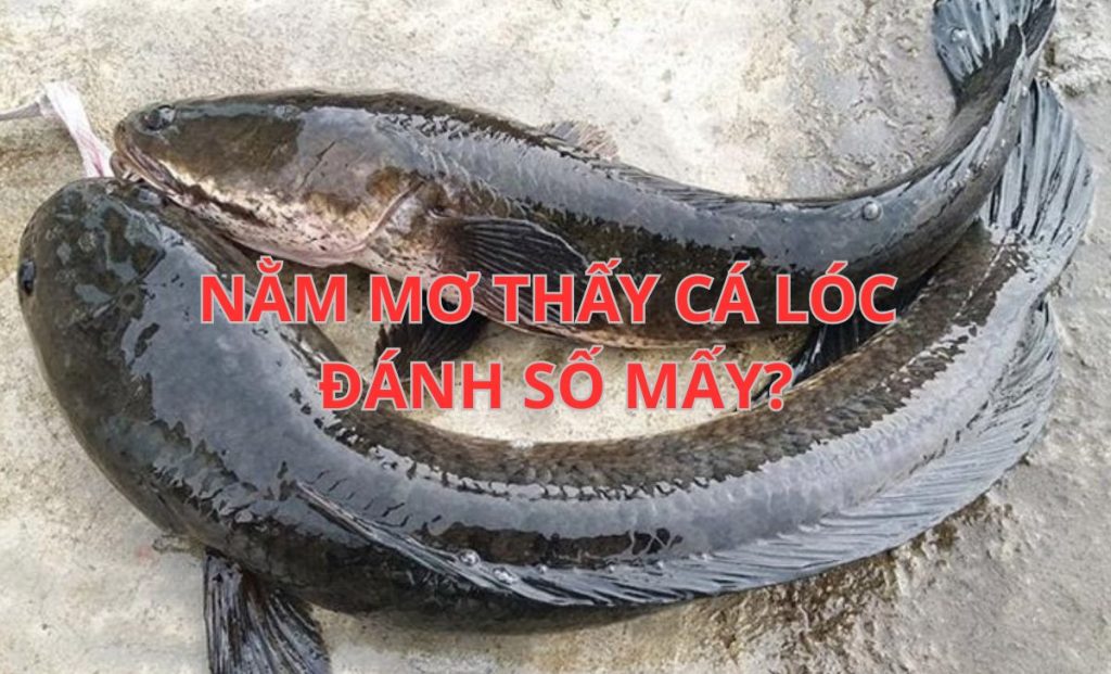 Mơ thấy cá lóc đánh số mấy?
